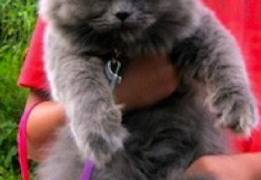Azuleyka A_Blue_Persian_Cat