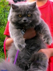 Azuleyka A_Blue_Persian_Cat