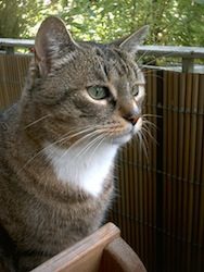 Cat -_Europaeische_Kurzhaarkatze_-_2