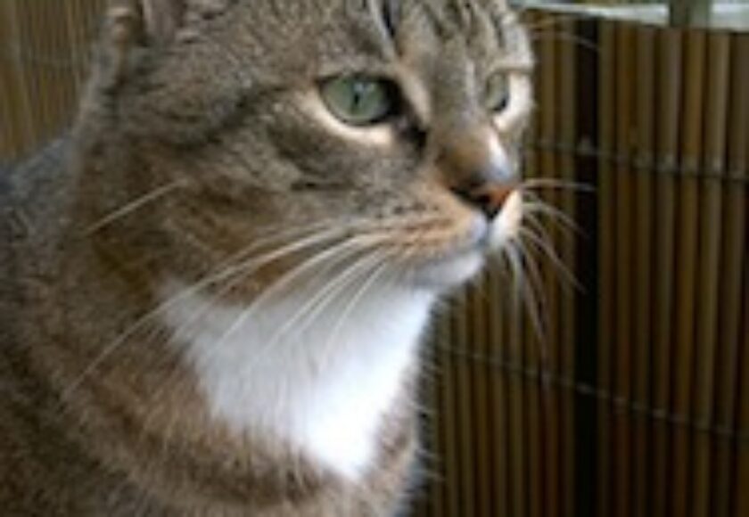 Cat -_Europaeische_Kurzhaarkatze_-_2