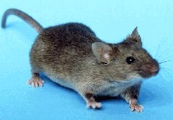 House mouse