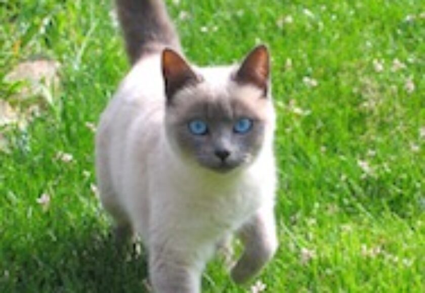 Chat-siamois-dorothee-taverne
