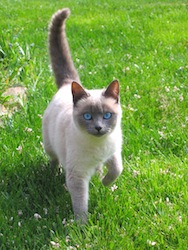 Chat-siamois-dorothee-taverne