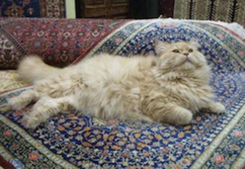 Un gatto di razza persiana