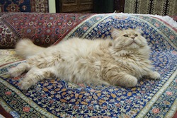 Un gatto di razza persiana