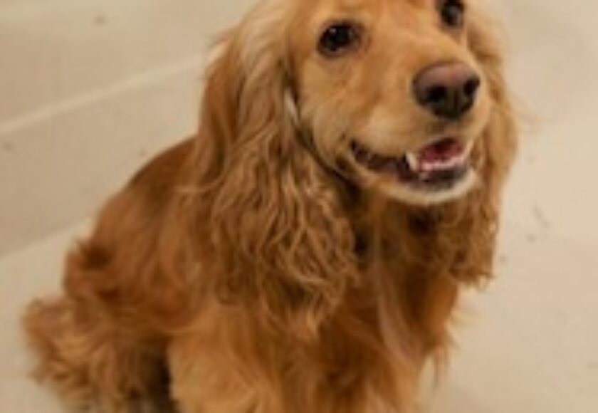 Amelia an_English_Cocker_Spaniel