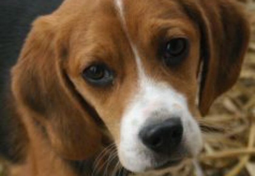 Beagle puppy_portrait