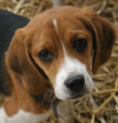 Beagle puppy_portrait