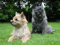 Cairn-Terrier-Garten1