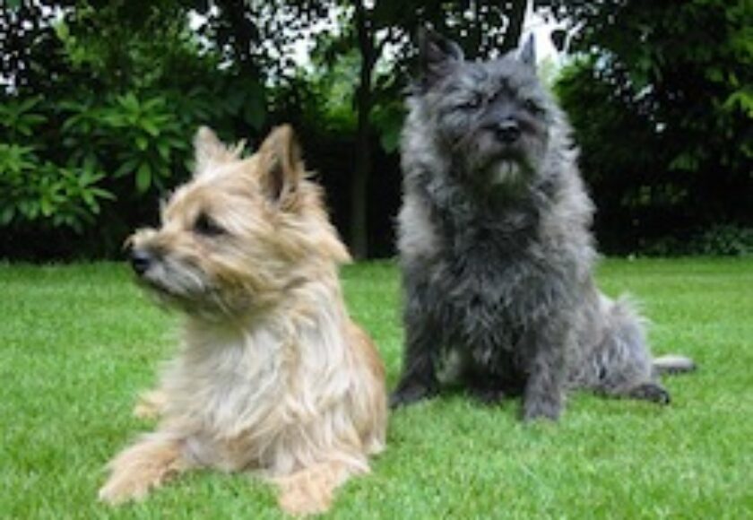 Cairn-Terrier-Garten1