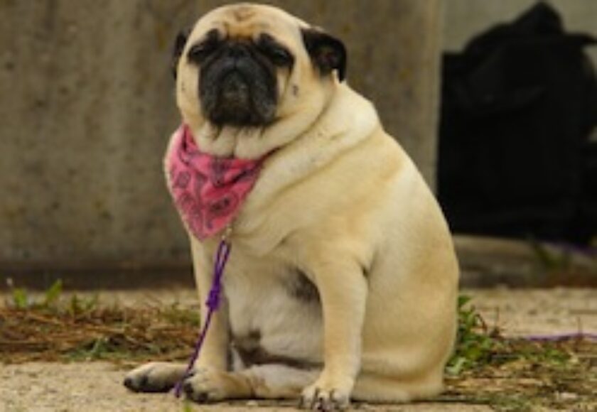 sad dog_by_koalben-d4zdz5w