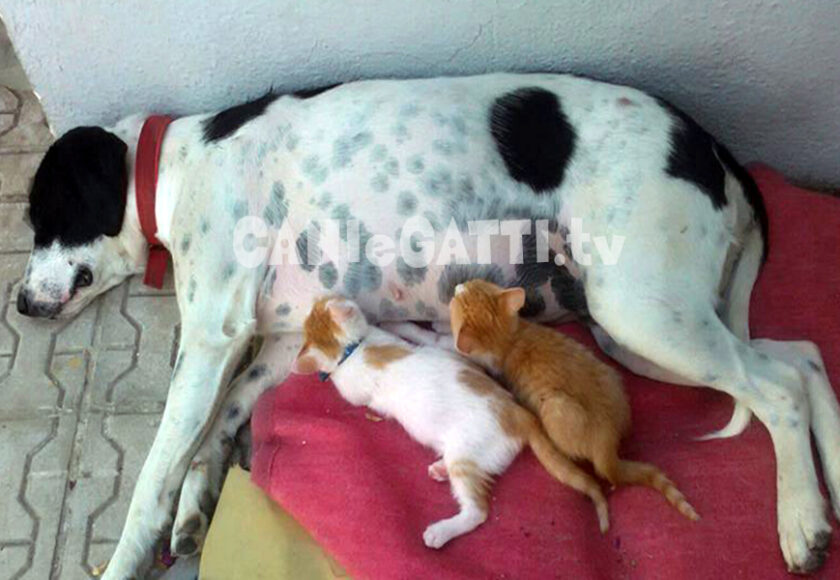 cane-allatta-gatti
