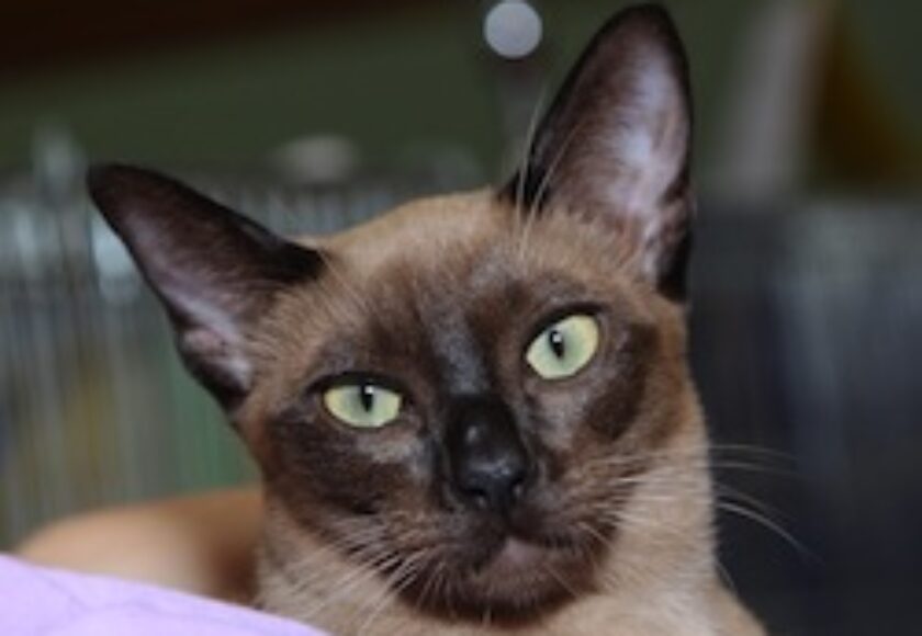 Tonkanesenkatze-natural-mink