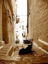 Cane in_un_vicolo