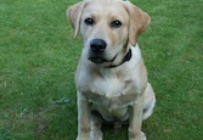 Labrador Chez_in_Garden_2264742765