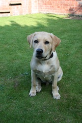 Labrador Chez_in_Garden_2264742765