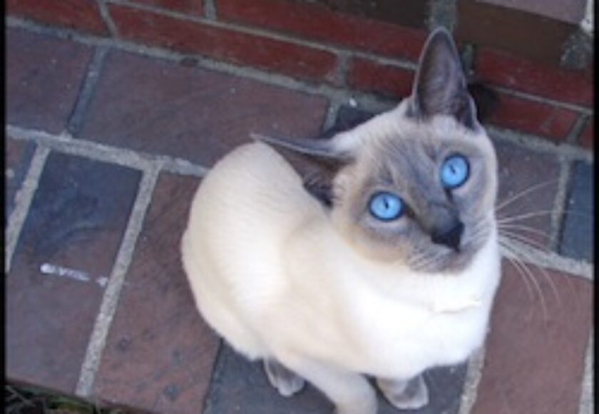 LuLu s_eyes_by_St0DaD