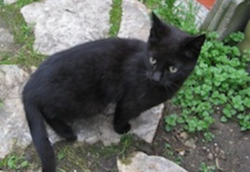 Gatto europeo_a_pelo_nero