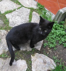 Gatto europeo_a_pelo_nero