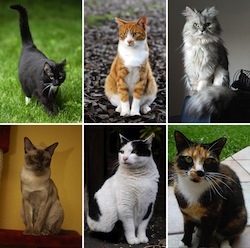 Collage of_Six_Cats-02