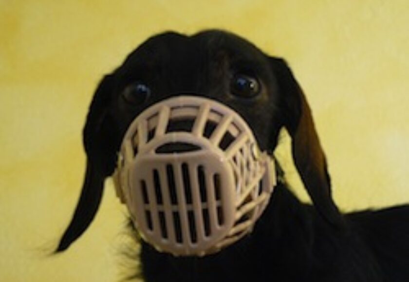 Cane con_museruola