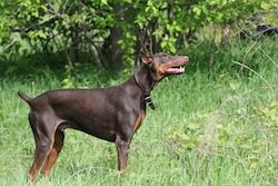 images_Doberman_Pinscher_red_standing