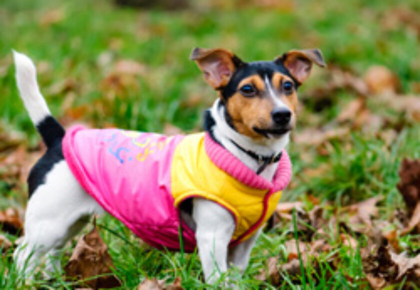 abbigliamento-cani-2