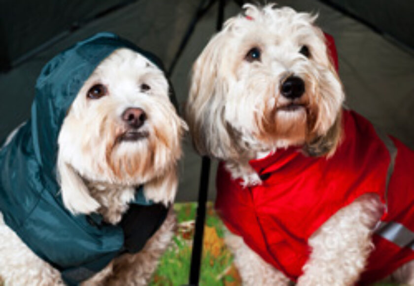 impermeabile-cani-s