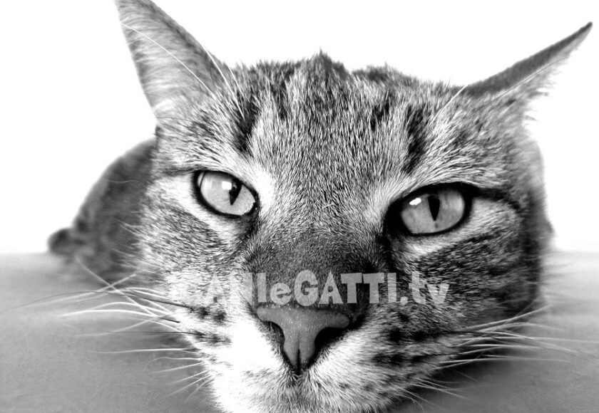 cani e gatti