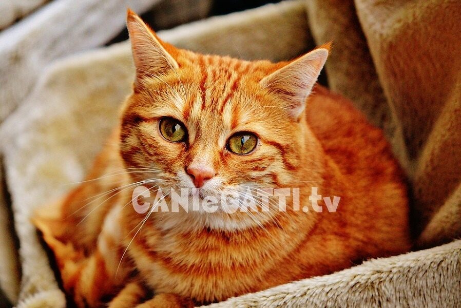gatti