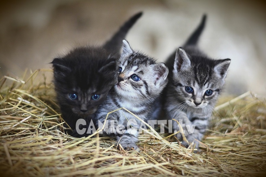 gatti
