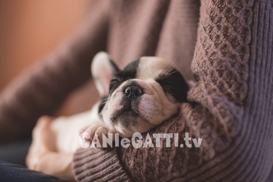 cani e gatti