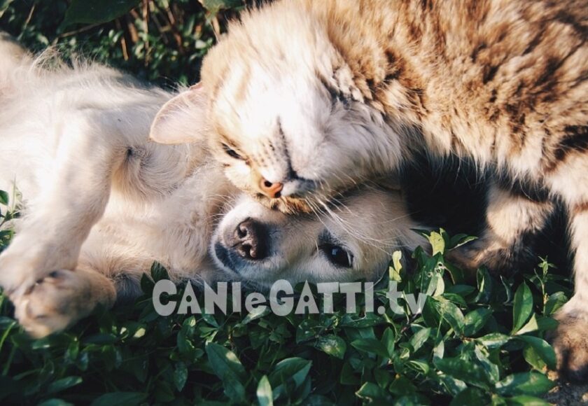 cani e gatti