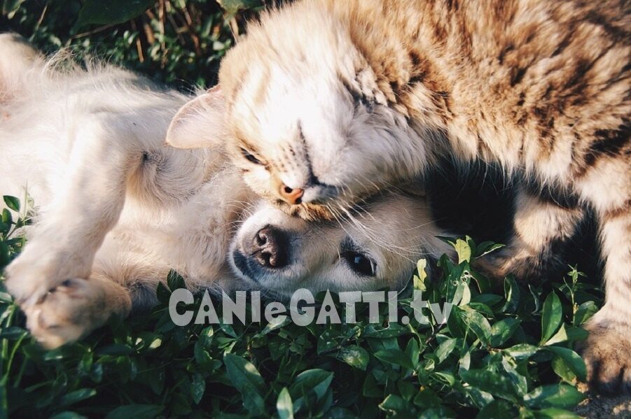 cani e gatti