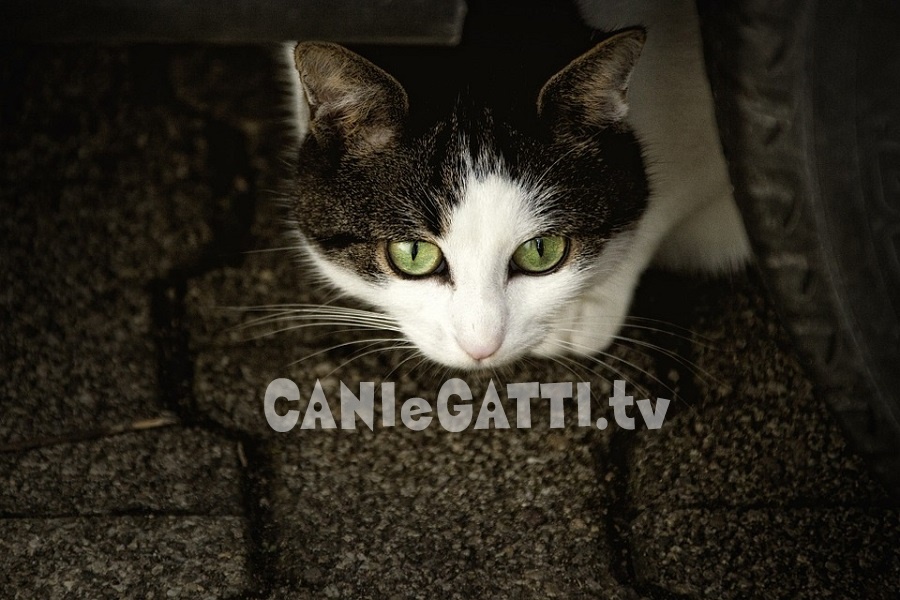 gatti