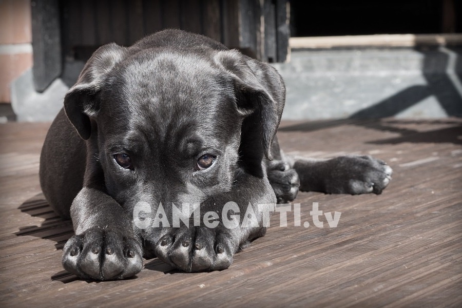 cani e gatti