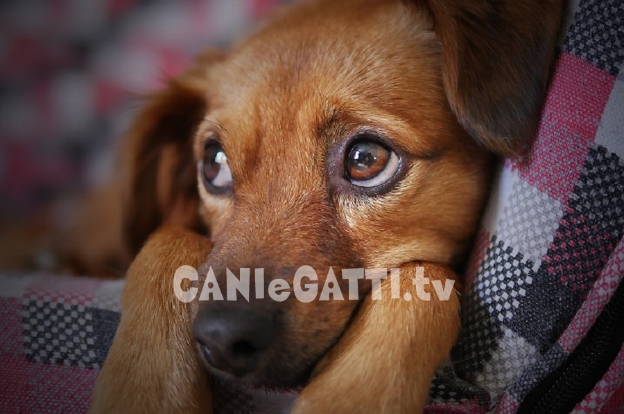 cani e gatti