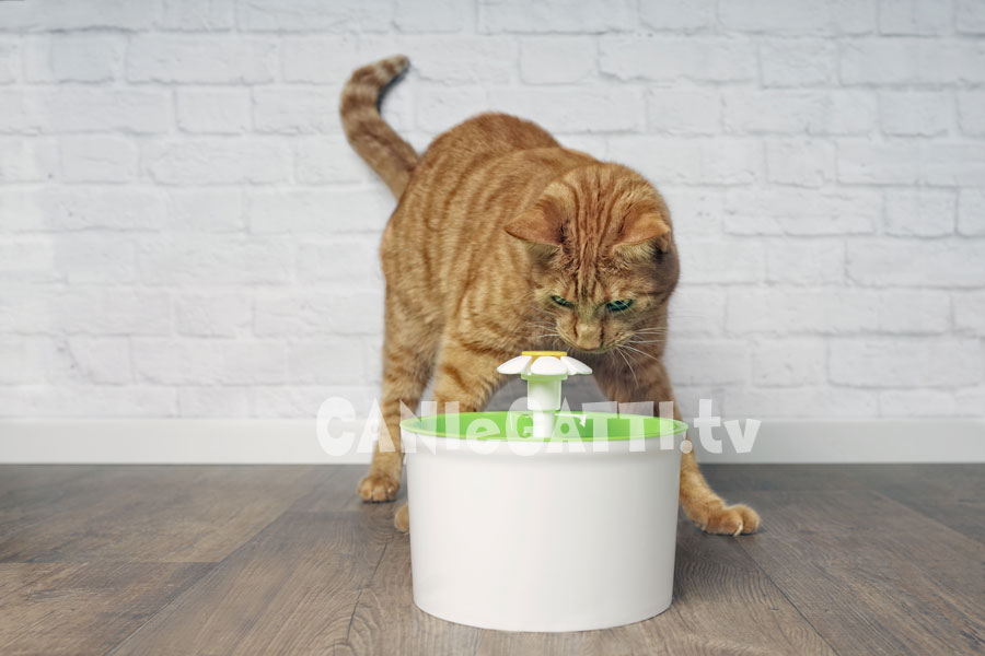 accessoir, gatti, giochi gatto, cani e gatti tv