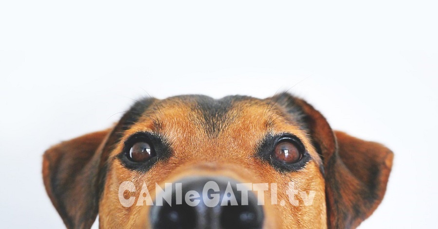 cani e gatti
