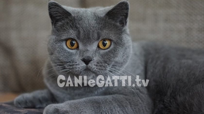 cani e gatti