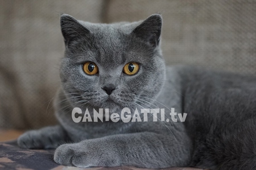 cani e gatti