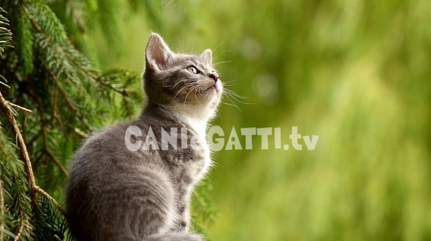 cani e gatti