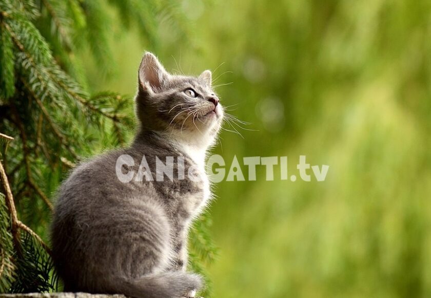 cani e gatti