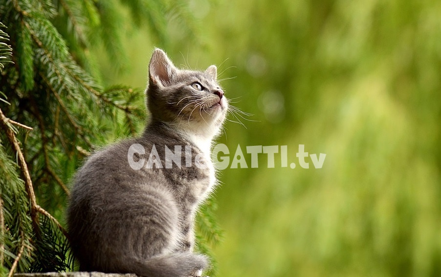 cani e gatti