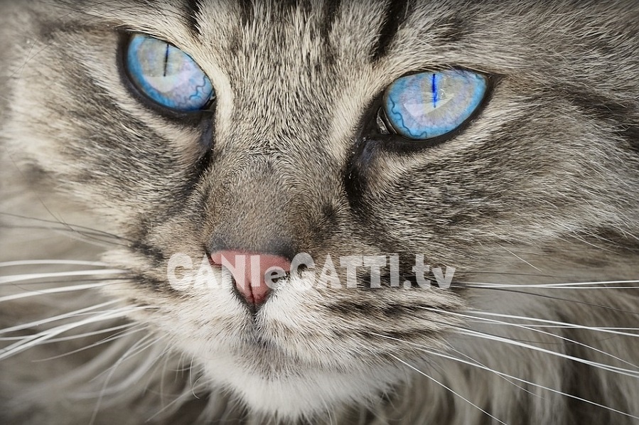 cani e gatti