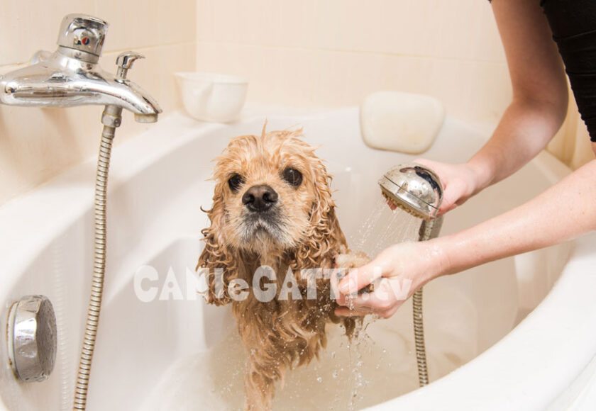 box doccia cani, doccia cani, cani e gatti tv