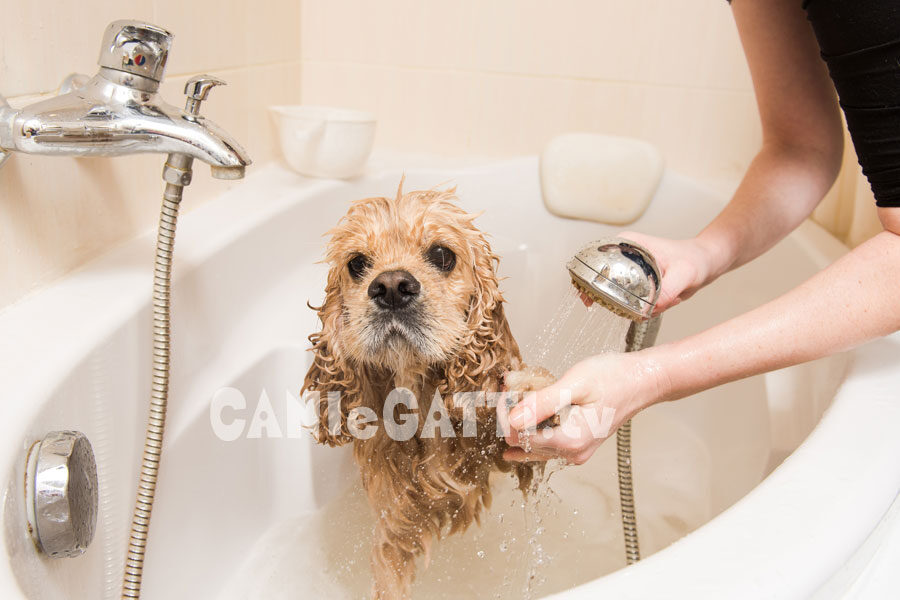 box doccia cani, doccia cani, cani e gatti tv