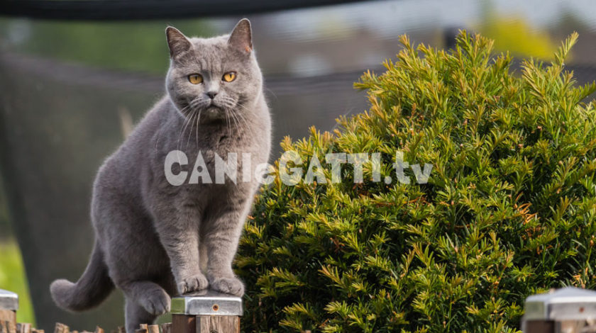 british shorthair, razze gatti, cani e gatti tv