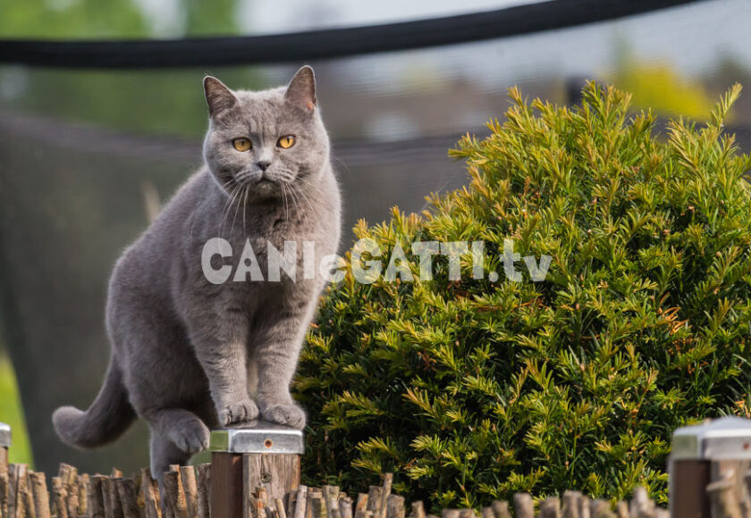 british shorthair, razze gatti, cani e gatti tv