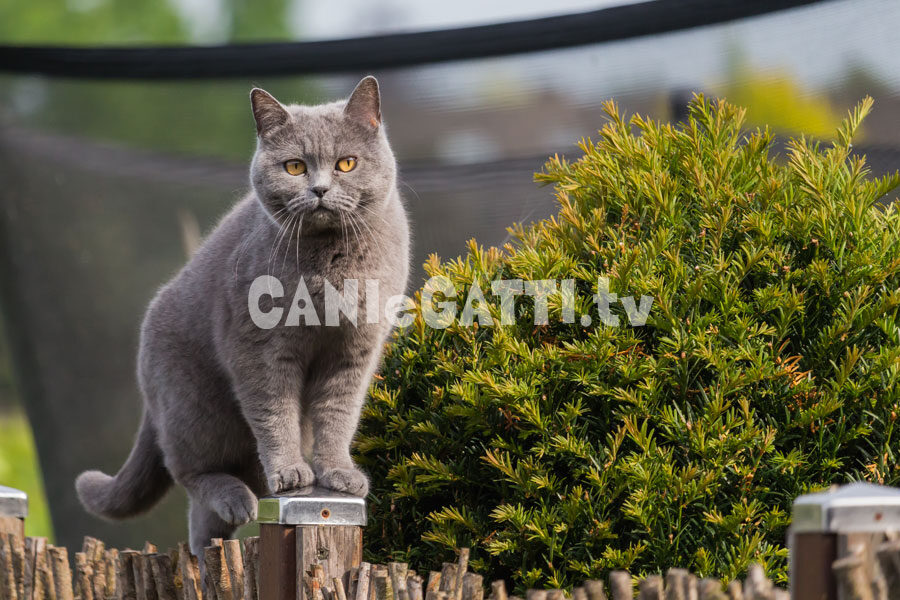 british shorthair, razze gatti, cani e gatti tv